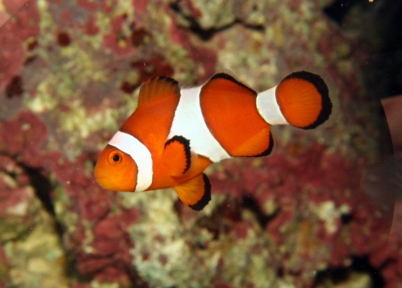 Amphiprion ocellaris (false percula clownfish), Aquarium 1.jpg - Amphiprion ocellaris (false percula clownfish)